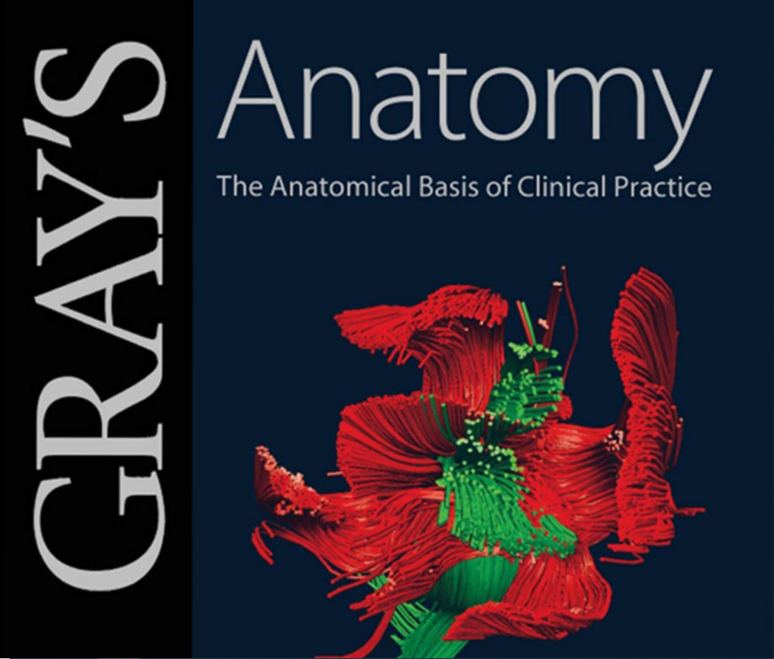 GRAY'S Anatomy